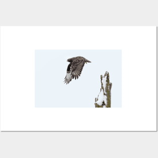 Rough-legged Hawk Posters and Art